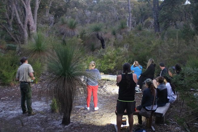 Nocturnal Wildlife Tour From Busselton Or Dunsborough - thumb 5