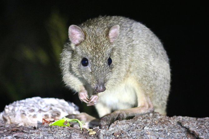 Nocturnal Wildlife Tour From Busselton Or Dunsborough - thumb 2