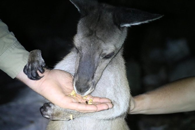 Nocturnal Wildlife Tour From Busselton Or Dunsborough - thumb 3