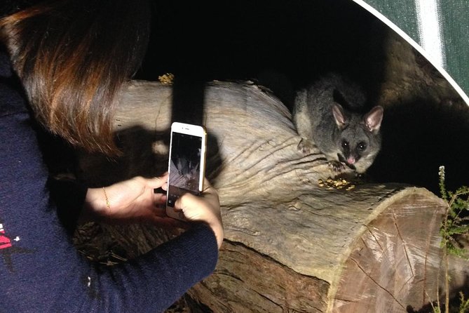 Nocturnal Wildlife Tour From Busselton Or Dunsborough - thumb 4