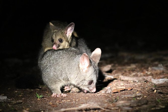 Nocturnal Wildlife Tour From Busselton Or Dunsborough - thumb 7