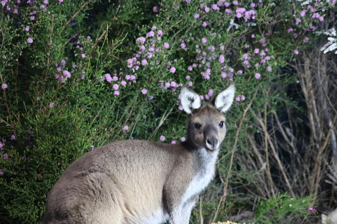 Nocturnal Wildlife Tour From Busselton Or Dunsborough - thumb 6