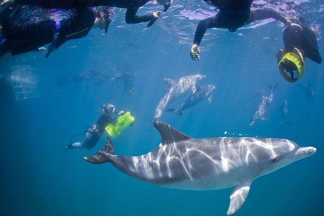 Swim With Wild Dolphins - thumb 0