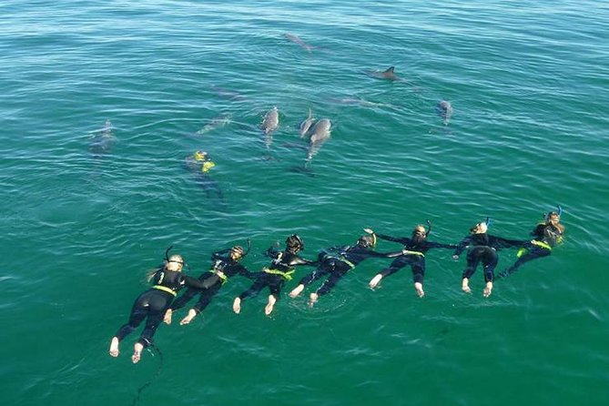 Swim With Wild Dolphins - thumb 7
