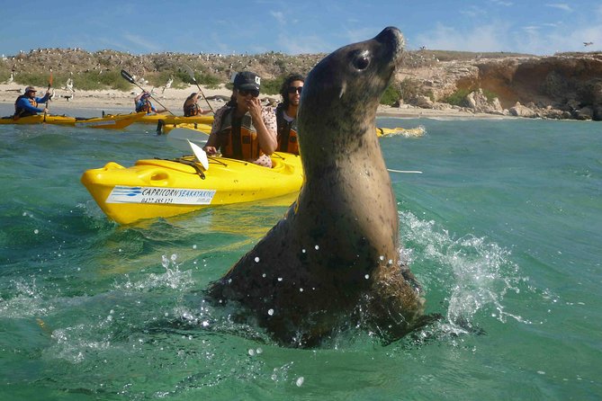 Penguin and Seal Island Kayak Tour - Accommodation Perth