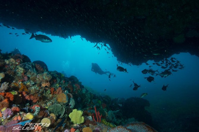 Rottnest Island Scuba Diving From Fremantle - thumb 0