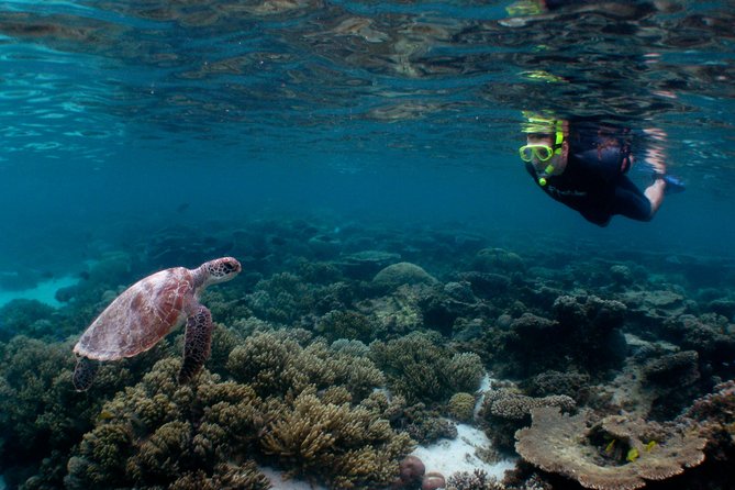 3 Night Ningaloo Reef Snorkel And Dive Getaway From Coral Bay - thumb 2