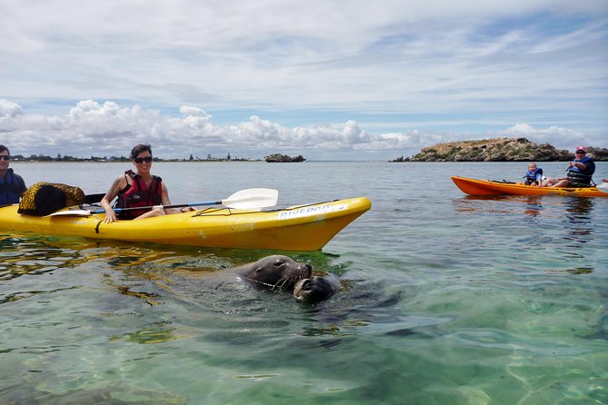 Seal Island And Penguin Island Or Point Peron Sea Kayak Tour - thumb 0