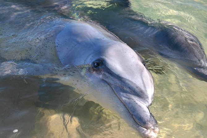 4-Day Coastal Loop Via Monkey Mia Wild Dolphins Kalbarri Pinnacles Perth Return - thumb 1