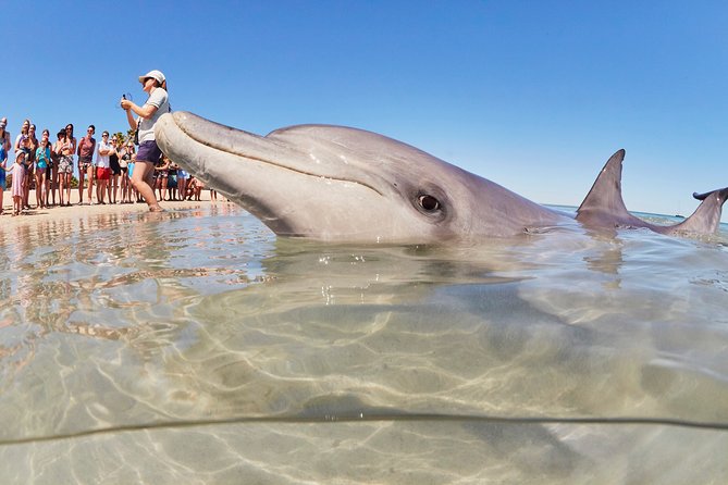 4-Day Coastal Loop Via Monkey Mia Wild Dolphins Kalbarri Pinnacles Perth Return - thumb 2