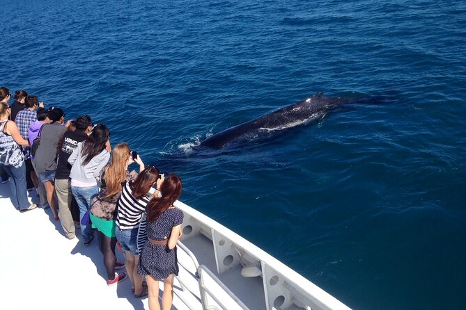 Whale-Watching Cruise And Hillarys Boat Harbour Day Trip From Perth - thumb 5