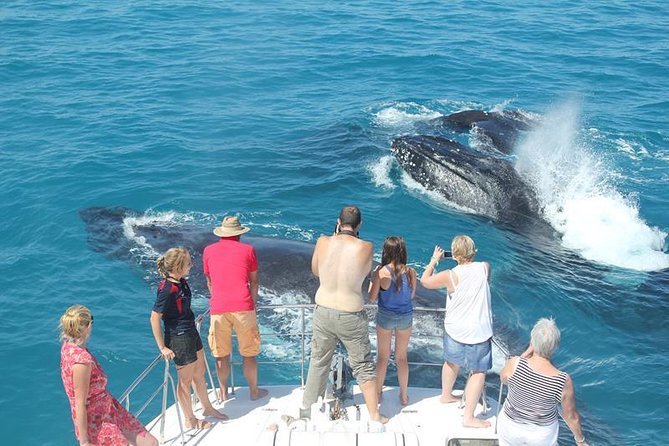 Half-Day Whale Watching Sunset Cruise From Broome - thumb 1