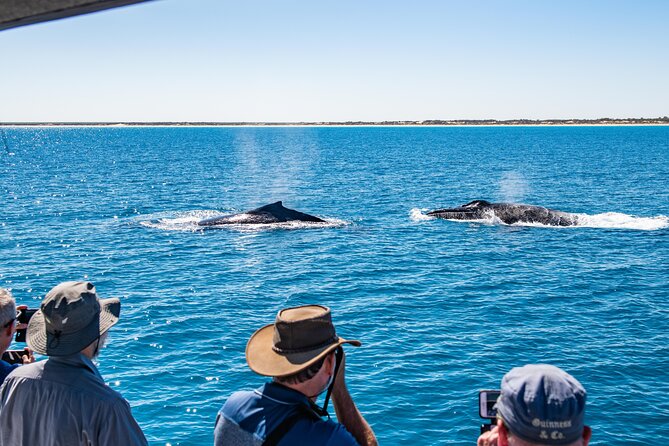 Half-Day Whale Watching Sunset Cruise From Broome - thumb 5