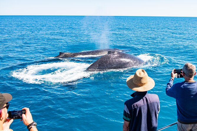 Half-Day Whale Watching Sunset Cruise From Broome - thumb 7