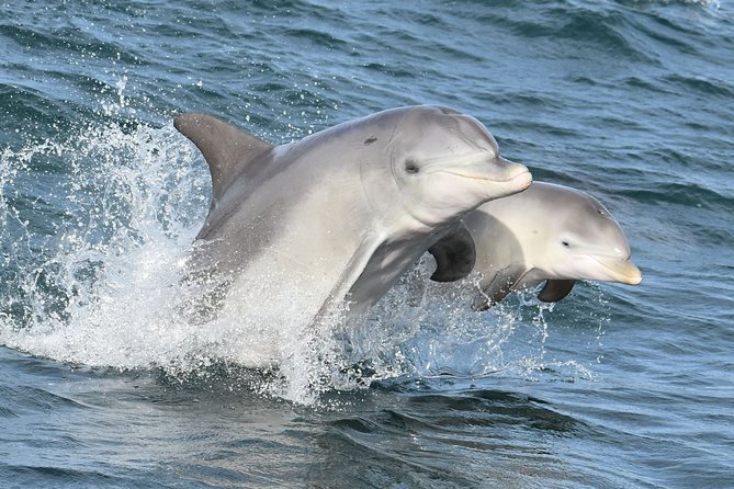 Mandurah Dolphin And Scenic Marine Cruise - thumb 12