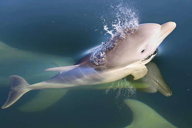 Mandurah Dolphin And Scenic Marine Cruise - thumb 4