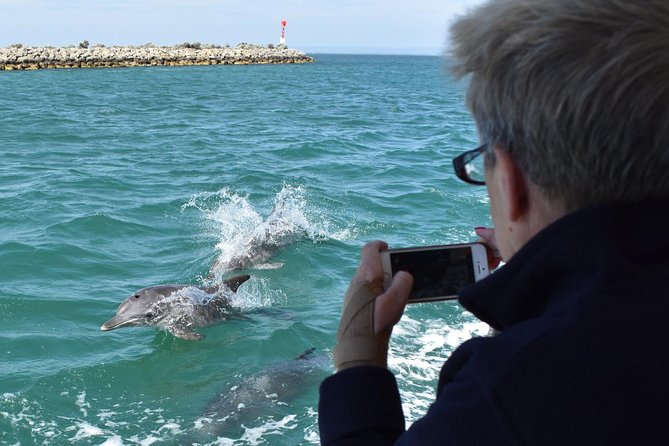 Mandurah Dolphin Island Adventure - Attractions Melbourne