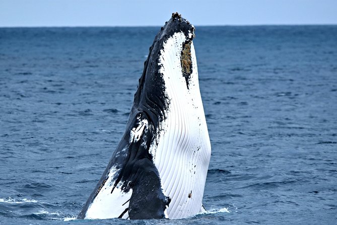 Whale-Watching Tour From Augusta Or Perth With Optional Captain\'s Lounge Upgrade - thumb 0