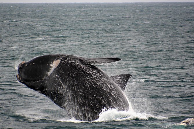 Whale-Watching Tour From Augusta Or Perth With Optional Captain\'s Lounge Upgrade - thumb 7