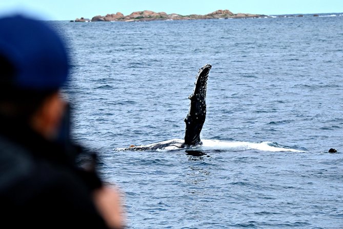 Whale-Watching Tour From Augusta Or Perth With Optional Captain\'s Lounge Upgrade - thumb 10