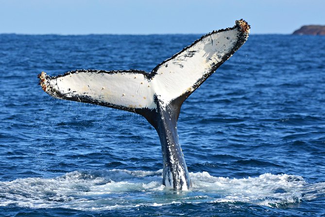 Whale-Watching Tour From Augusta Or Perth With Optional Captain\'s Lounge Upgrade - thumb 11