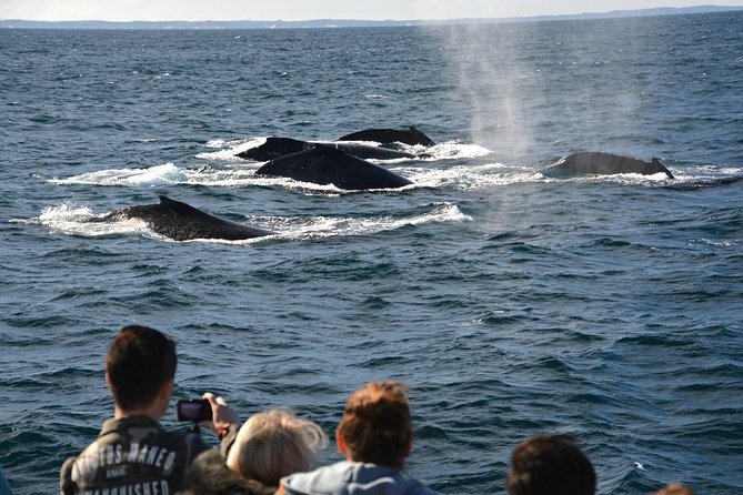 Whale-Watching Tour From Augusta Or Perth With Optional Captain\'s Lounge Upgrade - thumb 8