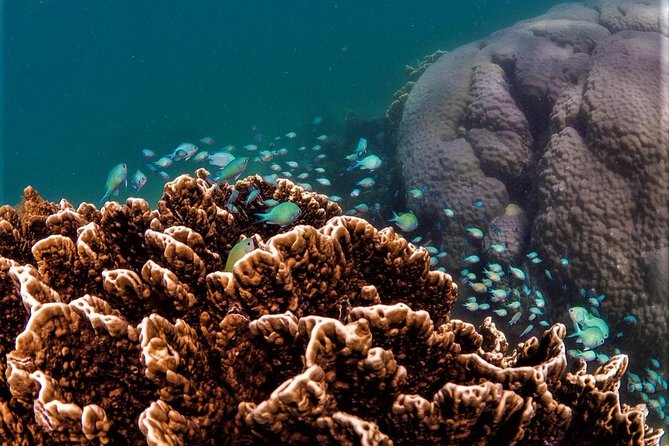 Ningaloo Reef Or Muiron Islands Snorkeling And Wildlife Adventure - thumb 0
