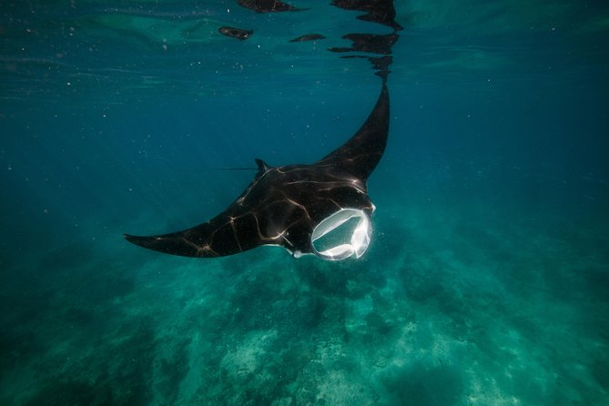 Ningaloo Reef Or Muiron Islands Snorkeling And Wildlife Adventure - thumb 2