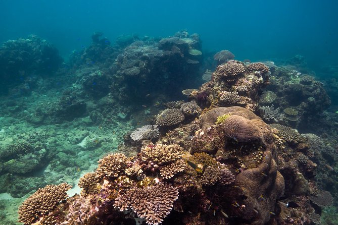 Ningaloo Reef Or Muiron Islands Snorkeling And Wildlife Adventure - thumb 4