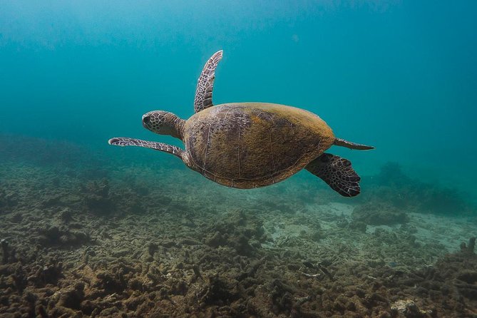 Ningaloo Reef Or Muiron Islands Snorkeling And Wildlife Adventure - thumb 5