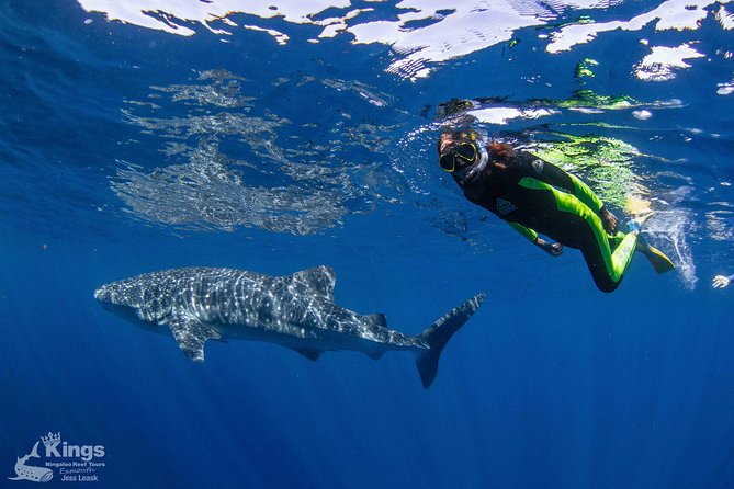 Ningaloo Reef Whale Shark Snorkeling Adventure Apr-July - thumb 10