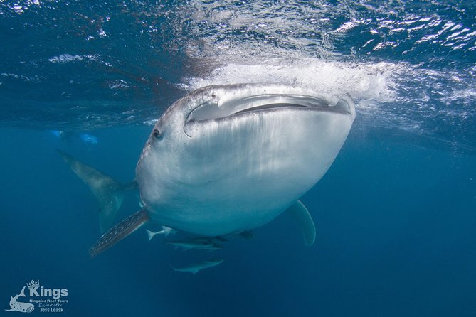 Ningaloo Reef Whale Shark Snorkeling Adventure Apr-July - thumb 9