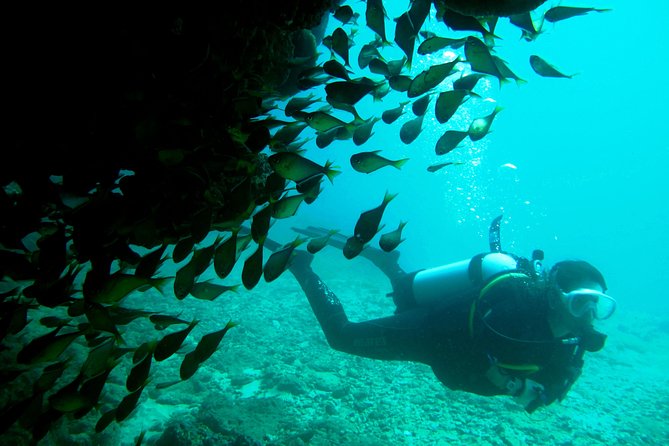 Scuba Dive Ningaloo Reef - thumb 0