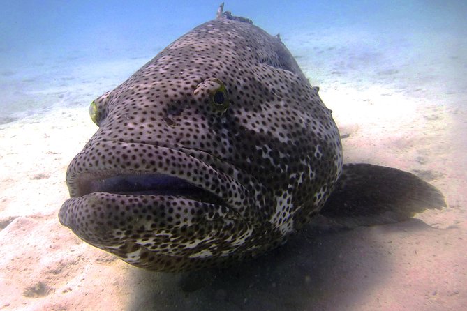 Scuba Dive Ningaloo Reef - thumb 6