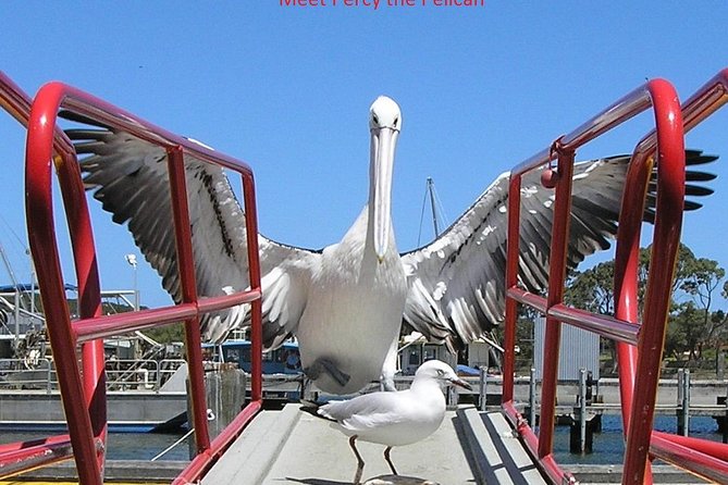 Kalgan Queen Scenic Cruises A Four Hour Sheltered Water Wildlife Tour Daily Fun. - thumb 1
