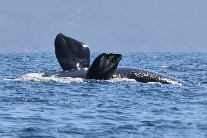 3 Hour Winter Whale Safari (May - Oct) Around King George Sound - thumb 0