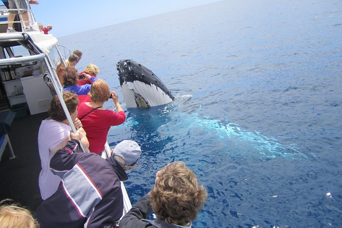 Busselton Whale Watching Eco Tour - thumb 1