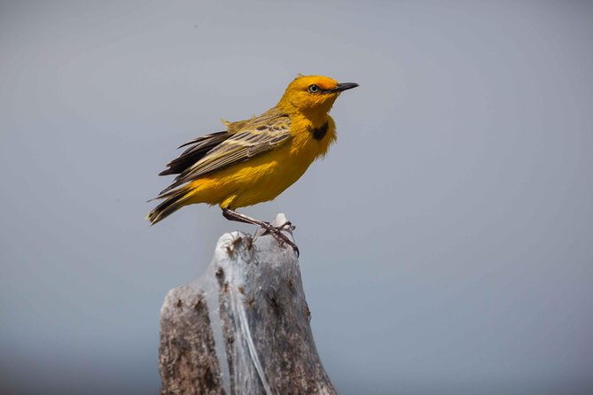 Lake Argyle Birdwatching Charter - thumb 0