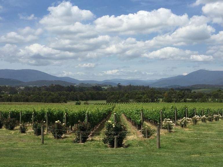 Yarra Valley Wine And Winery Tour From Melbourne - thumb 5