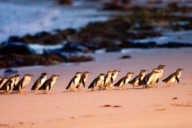 Phillip Island Penguin Parade Entry and Express Shuttle from Melbourne - Accommodation in Bendigo