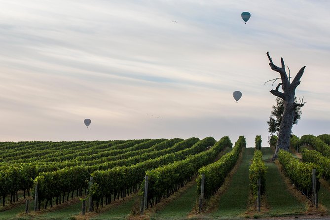 Yarra Valley Balloon Flight And Winery Tour - thumb 19