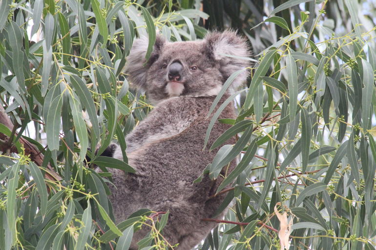 Koalas And Kangaroo In The Wild Tour From Melbourne - thumb 9