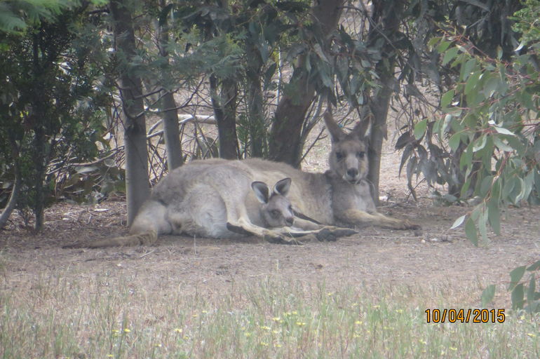 Koalas And Kangaroo In The Wild Tour From Melbourne - thumb 14