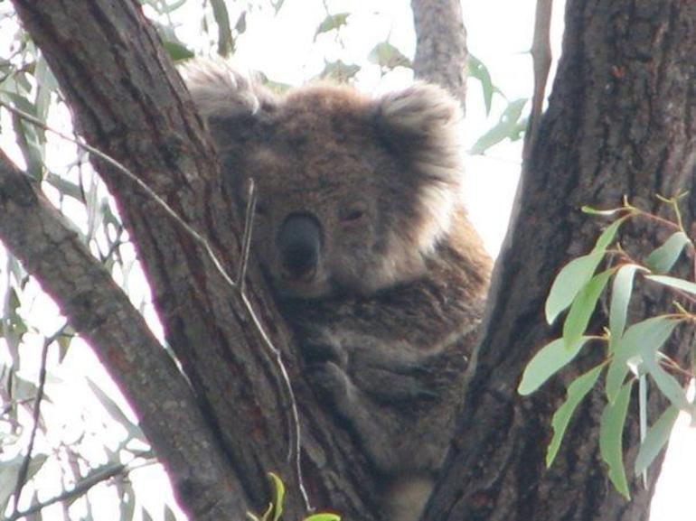 Koalas And Kangaroo In The Wild Tour From Melbourne - thumb 22
