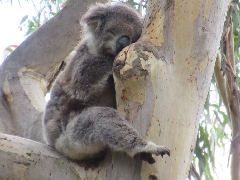 Koalas And Kangaroo In The Wild Tour From Melbourne - thumb 17