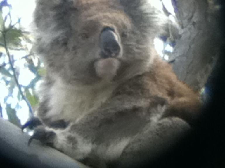 Koalas And Kangaroo In The Wild Tour From Melbourne - thumb 20