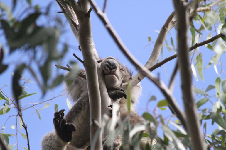 Koalas And Kangaroo In The Wild Tour From Melbourne - thumb 10