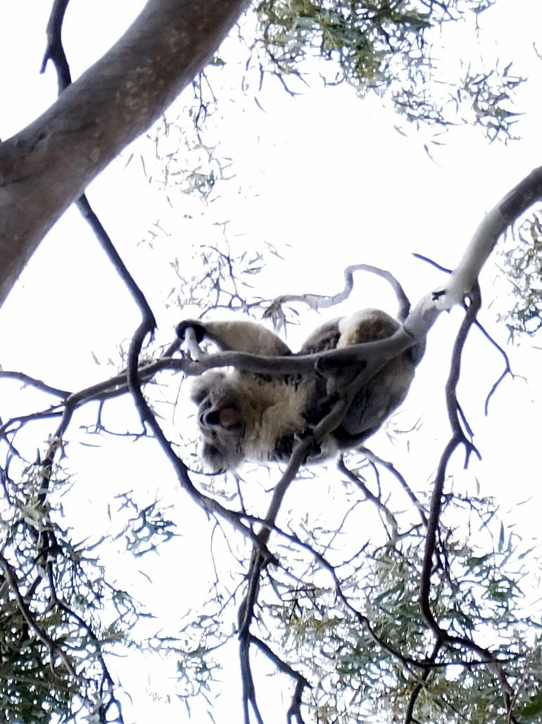 Koalas And Kangaroo In The Wild Tour From Melbourne - thumb 2