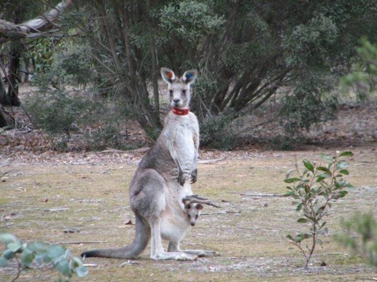 Koalas And Kangaroo In The Wild Tour From Melbourne - thumb 23