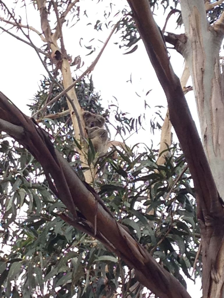 Koalas And Kangaroo In The Wild Tour From Melbourne - thumb 12